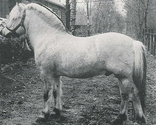 stallion Heimann (Fjord Horse, 1981, from Heiden N.1826)