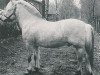 stallion Heimann (Fjord Horse, 1981, from Heiden N.1826)