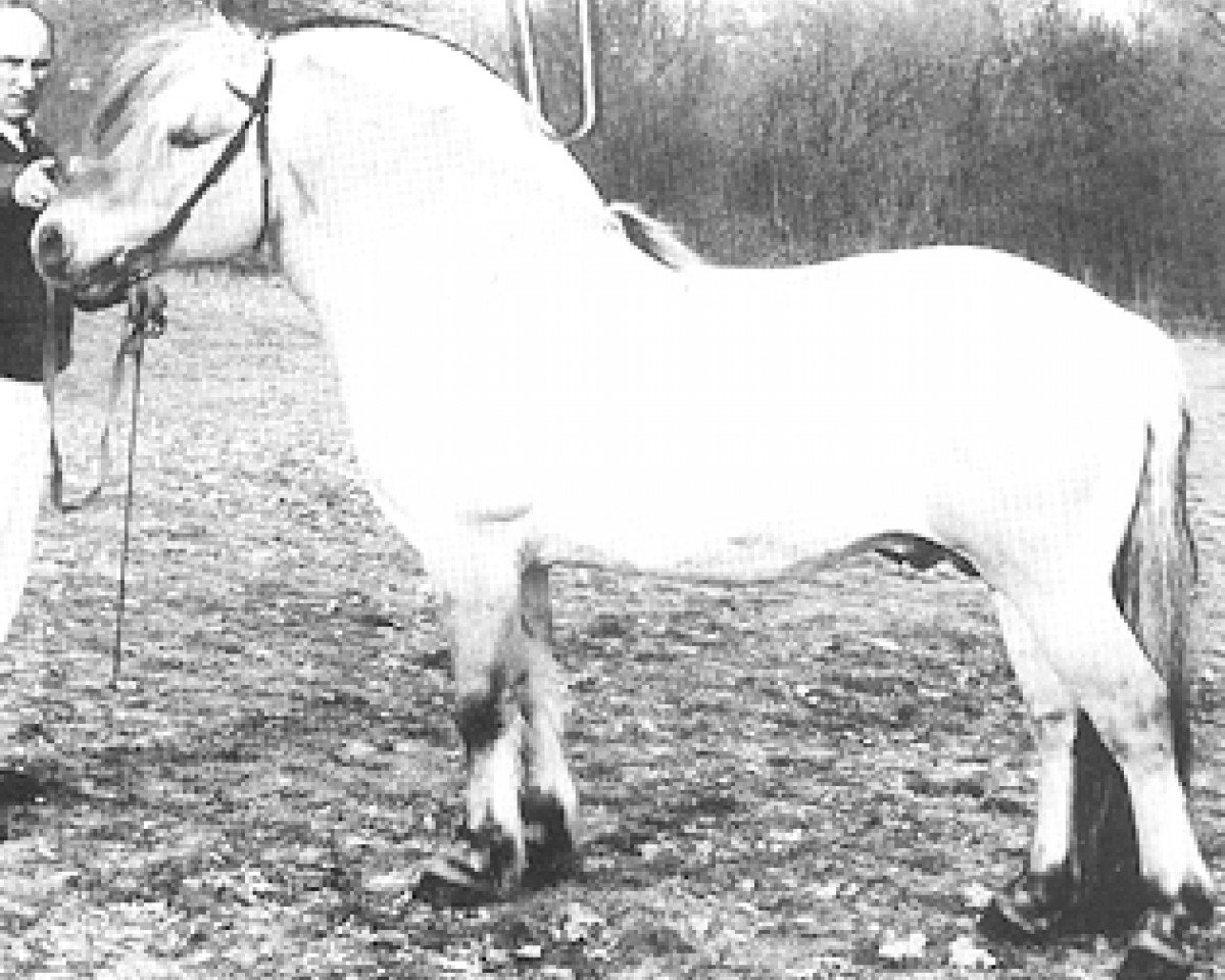 stallion Havstad (Fjord Horse, 1985, from Haugtind N.1876)