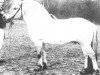 stallion Havstad (Fjord Horse, 1985, from Haugtind N.1876)