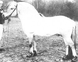 stallion Havstad (Fjord Horse, 1985, from Haugtind N.1876)