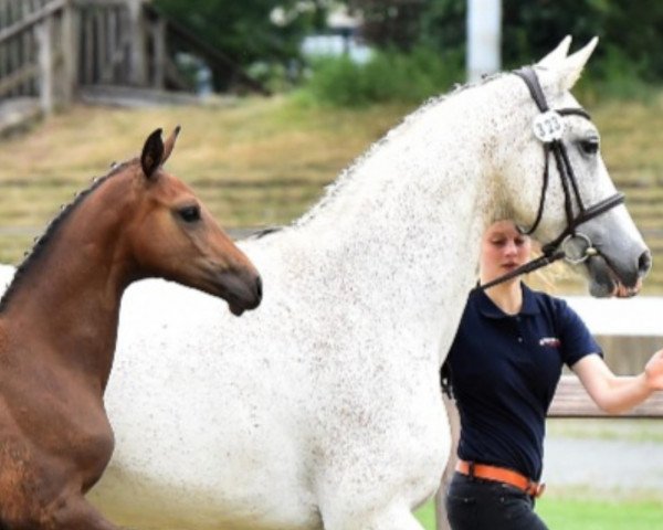 Zuchtstute Girl Clintina (Oldenburger, 2007, von Clinton H)