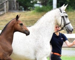 broodmare Girl Clintina (Oldenburg, 2007, from Clinton H)