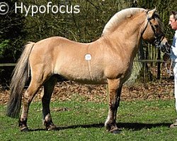 stallion Hayo (Fjord Horse, 1987, from Hjerter Knægt I-27 NLD)