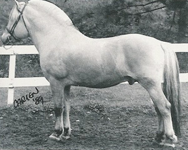 Deckhengst Montano N.1958 (Fjordpferd, 1983, von Haugeblakken N.1875)