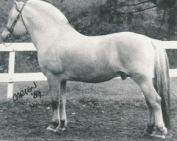 stallion Montano N.1958 (Fjord Horse, 1983, from Haugeblakken N.1875)