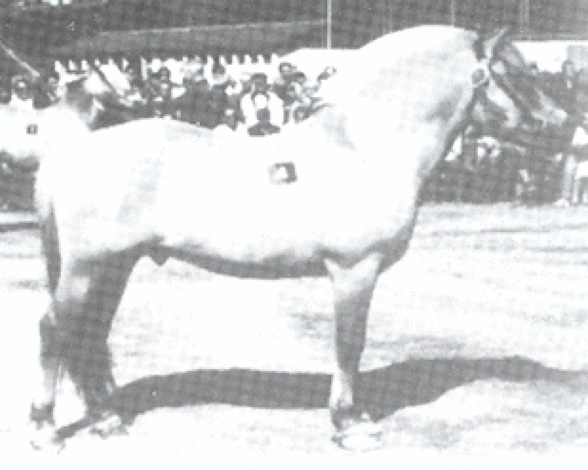 Deckhengst Haugeblakken N.1875 (Fjordpferd, 1979, von Brynar N.1774)