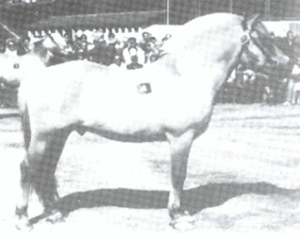 stallion Haugeblakken N.1875 (Fjord Horse, 1979, from Brynar N.1774)