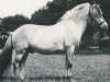 stallion Hans (Fjord Horse, 1963, from Westman)