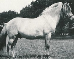 stallion Hans (Fjord Horse, 1963, from Westman)