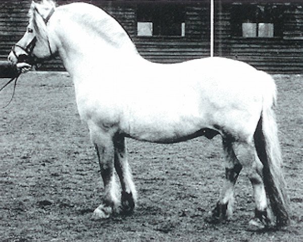 Deckhengst Halstor I (Fjordpferd, 1983, von Astron N.1870)