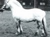 stallion Halstor I (Fjord Horse, 1983, from Astron N.1870)