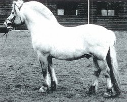 stallion Halstor I (Fjord Horse, 1983, from Astron N.1870)