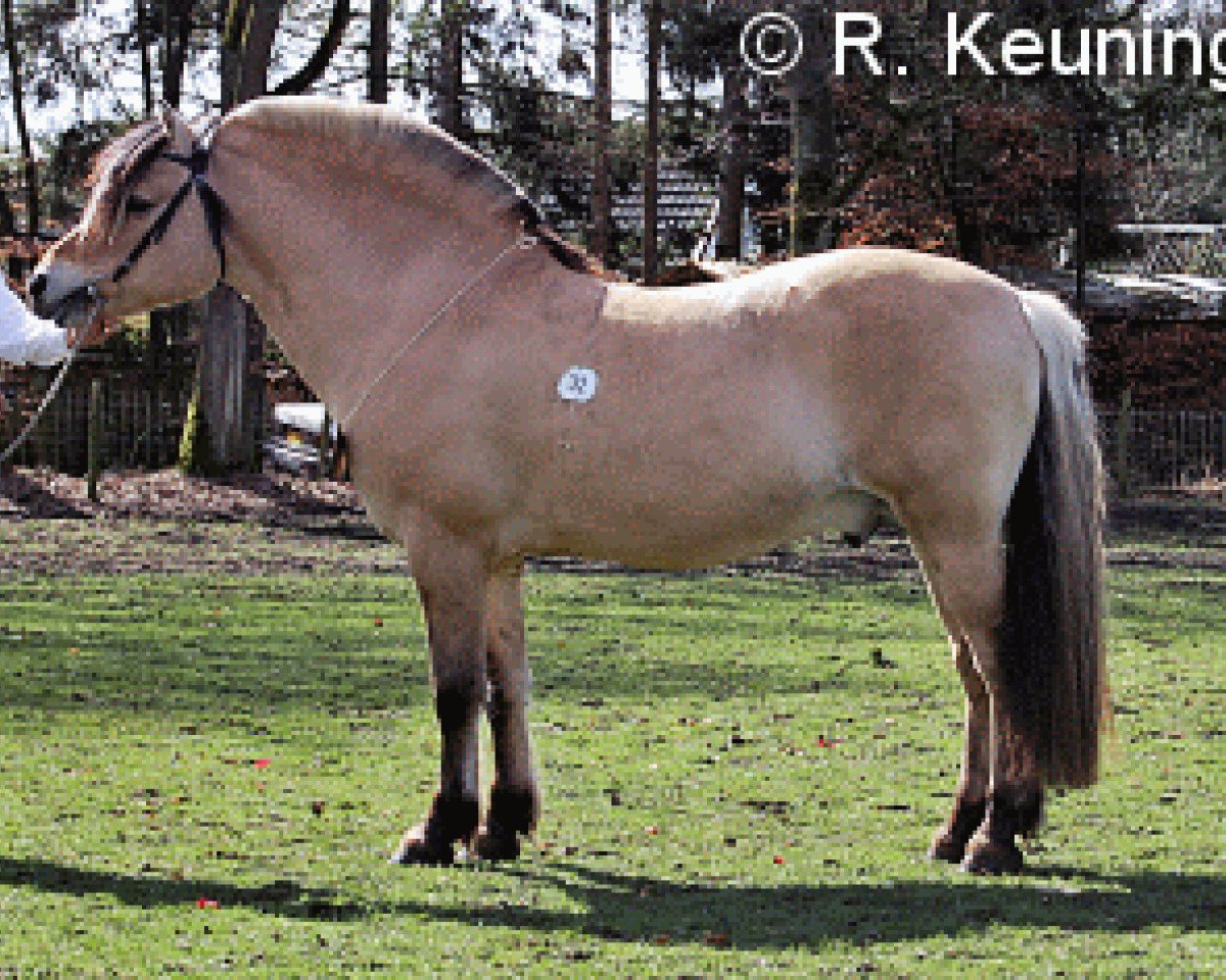 stallion Halldor (Fjord Horse, 1991, from Hallodri)