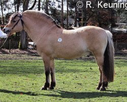 stallion Halldor (Fjord Horse, 1991, from Hallodri)