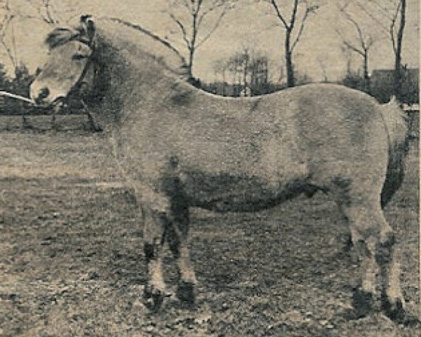stallion Gustaaf (Fjord Horse, 1962, from Øygård Damgård)