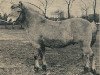 stallion Gustaaf (Fjord Horse, 1962, from Øygård Damgård)