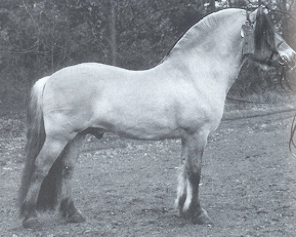 Deckhengst Gardar (Fjordpferd, 1989, von Støvar N.1939)