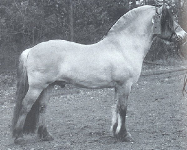 stallion Gardar (Fjord Horse, 1989, from Støvar N.1939)