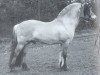 stallion Gardar (Fjord Horse, 1989, from Støvar N.1939)