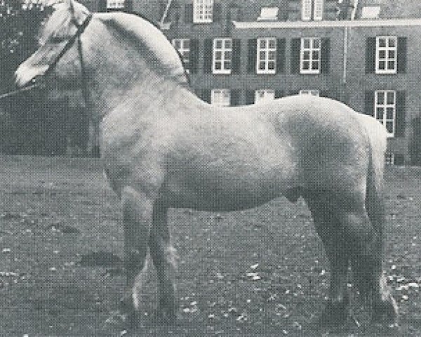 stallion Førdin N.1763 (Fjord Horse, 1972, from Jordbu N.1718)