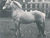 stallion Førdin N.1763 (Fjord Horse, 1972, from Jordbu N.1718)