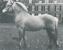 stallion Førdin N.1763 (Fjord Horse, 1972, from Jordbu N.1718)