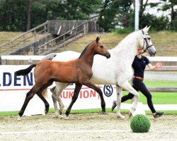 jumper Carmina JE (Oldenburg show jumper, 2020, from Casallco)