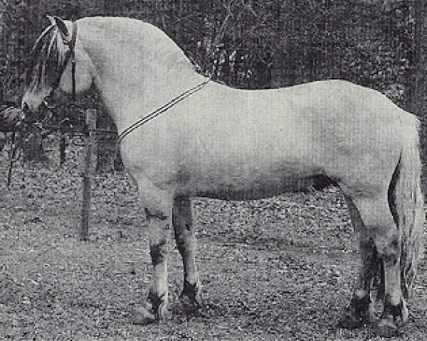 Pferd Fleuron (Fjordpferd, 1993, von Khjelle)