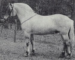 horse Fleuron (Fjord Horse, 1993, from Khjelle)