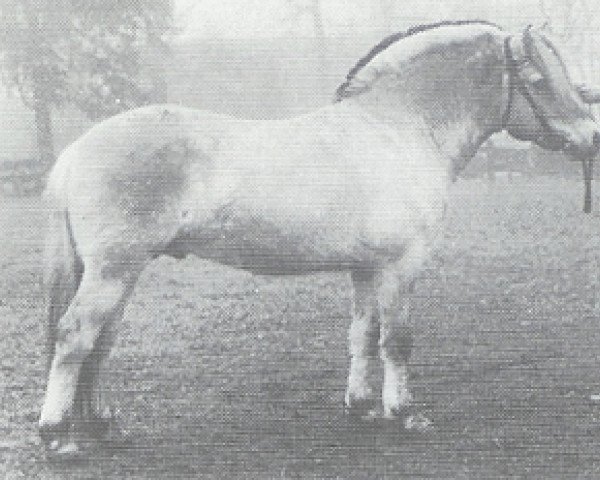 Deckhengst Fjellwin (Fjordpferd, 1985, von Gjest N-1846 H-I49)