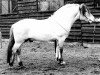 stallion Fjelljon (Fjord Horse, 1990, from Georg N.1998)