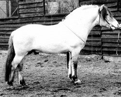 stallion Fjelljon (Fjord Horse, 1990, from Georg N.1998)