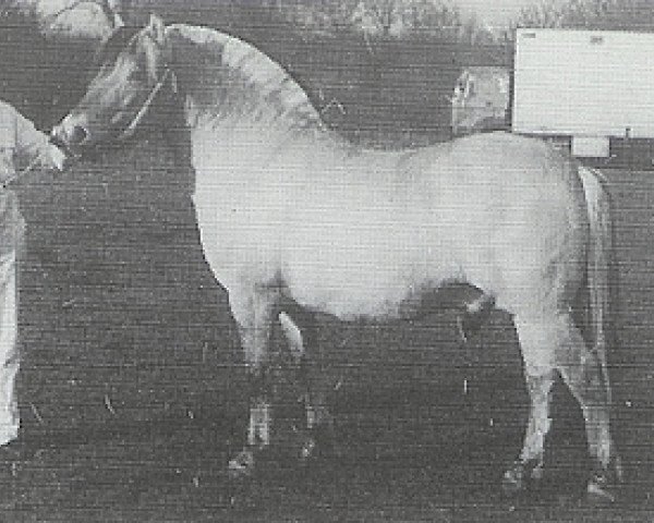 stallion Eros (Fjord Horse, 1984, from Astrix N.1822)