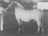 stallion Eros (Fjord Horse, 1984, from Astrix N.1822)