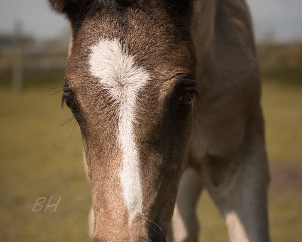 Dressurpferd Cedric (Deutsches Reitpony, 2018, von Steendieks California Blue DL)