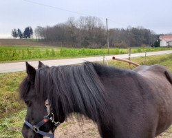 horse Flora (Welsh-Mix, 2009, from Cockmoor Brenin Ebrill)