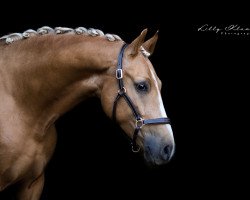 dressage horse Gentleman P (German Riding Pony, 2014, from Genesis B)