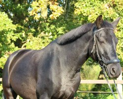 dressage horse Maddox (German Riding Pony, 2006, from Maestro)