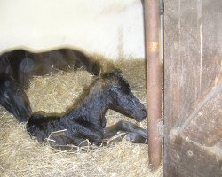 Pferd Melodie (Deutsches Reitpony, 2008, von Maestro)