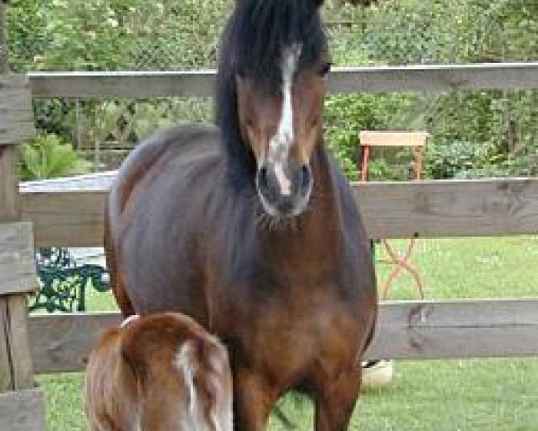 broodmare Madehnite Gloryett (German Riding Pony, 2000, from Nicky P)