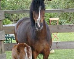 dressage horse Madehnite Gloryett (Deutsches Reitpony, 2000, from Nicky P)