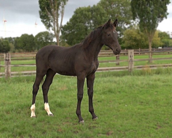 dressage horse Belandra (Hanoverian, 2019, from Bel Amour 3)