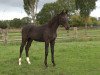 dressage horse Belandra (Hanoverian, 2019, from Bel Amour 3)