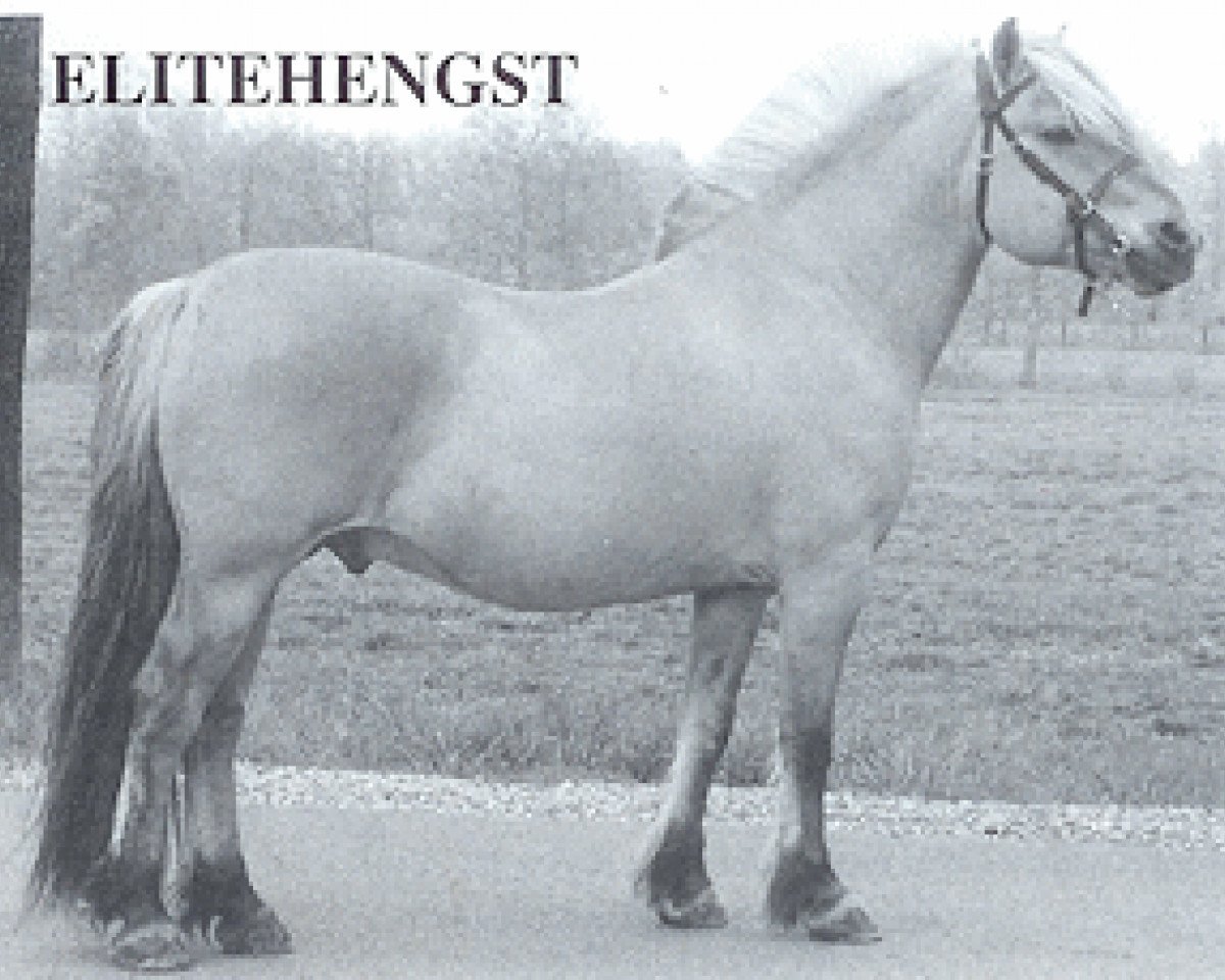 Deckhengst Drageset (Fjordpferd, 1979, von Holtar N.1766)