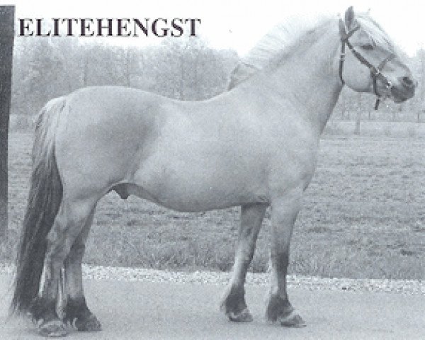 Deckhengst Drageset (Fjordpferd, 1979, von Holtar N.1766)
