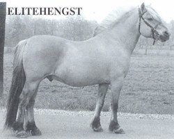 stallion Drageset (Fjord Horse, 1979, from Holtar N.1766)