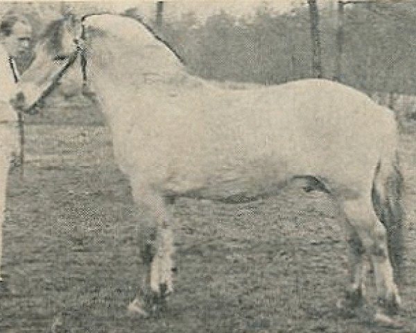 stallion Damsig (Fjord Horse, 1970, from Strands D.499)
