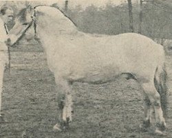 Deckhengst Damsig (Fjordpferd, 1970, von Strands D.499)