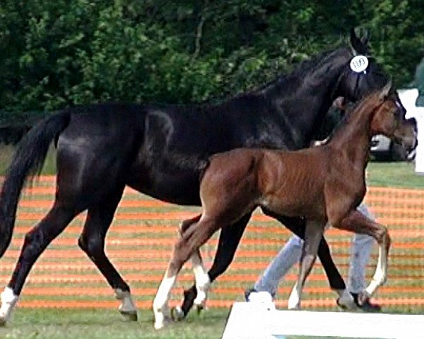 dressage horse Esquinzo (Rhinelander, 2014, from Escolar)